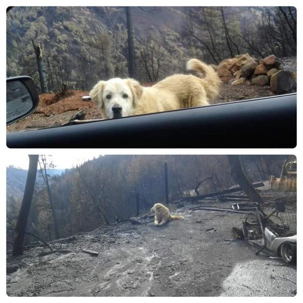 Пес почти месяц ждал своих хозяев у руин сгоревшего дома в Калифорнии ynews, пожары в Калифорнии, потерянные животные, преданность, собаки