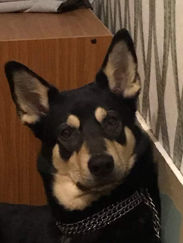 собака на фото