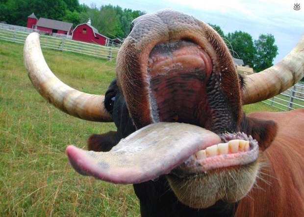 А мы милашки! 23