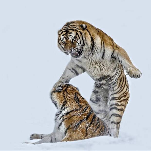 Трудно сказать, играют ли эти два тигра или борются. животные, фото, это интересно