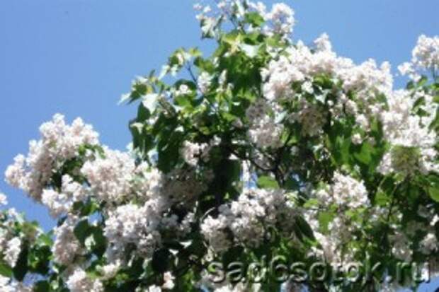 Катальпа Фаргеза