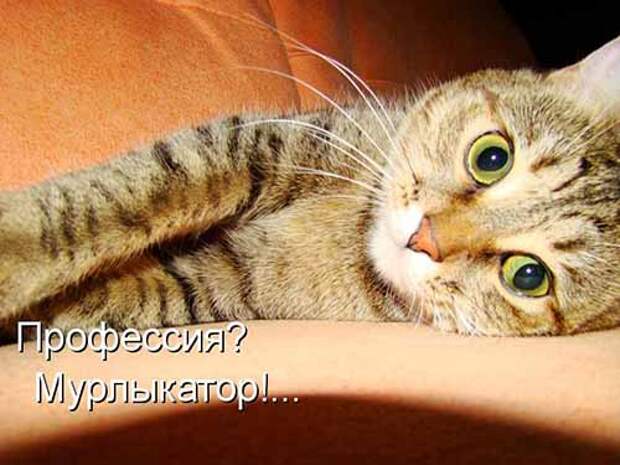 Кулинарные котоматрицы