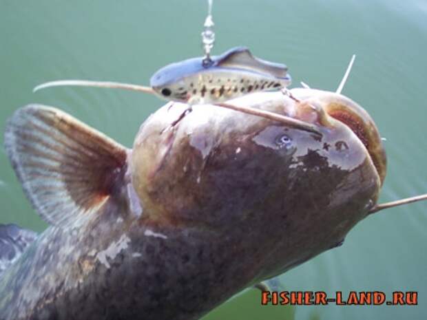 Оснастка на квок. Как вытащить сома. Как вытащить сома. Приманка на сома. Как вытащить сома.