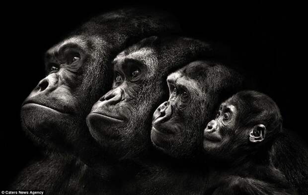 Семья обезьян (создана из нескольких индивидуальных фотографий приматов) животные, фотография