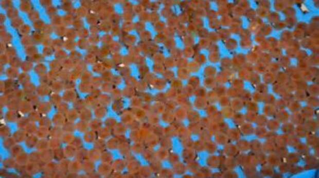 В Щелкове открыли производство по выращиванию мальков радужной и янтарной форели