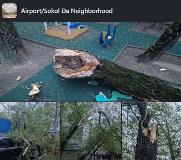 Ураган стал причиной падения дерева во дворе на Ленинградке