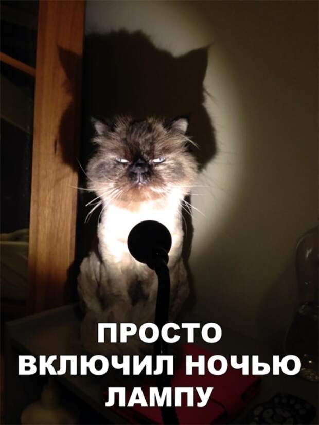 Подборка смешных фото и прикольных картинок с надписями