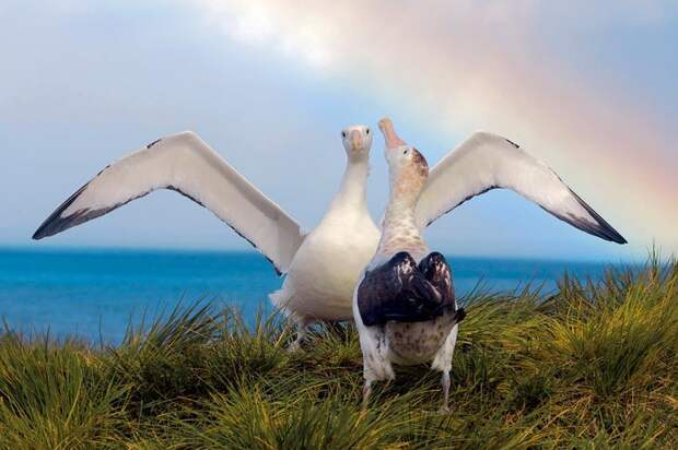Странствующие альбатросы