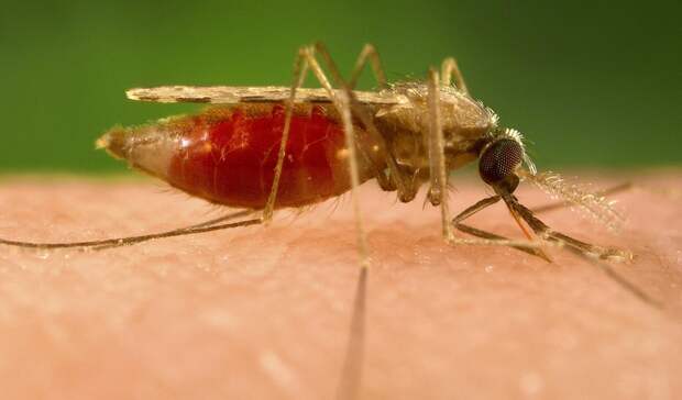 Впервые за несколько лет смертельный исход от малярии зафиксировали в Башкирии