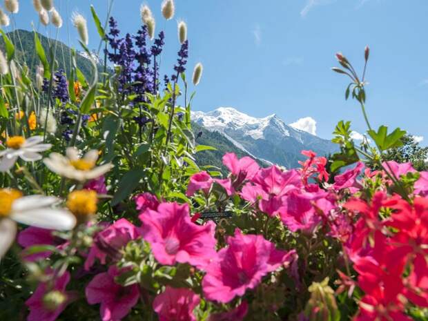 15 фантастически прекрасных цветущих полей со всех уголков мира