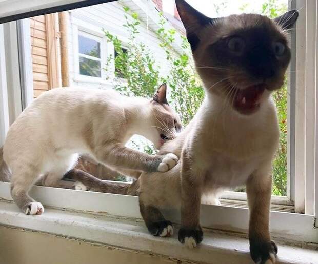 20+ правдивых фото, которые демонстрируют всю суть жизни с котом