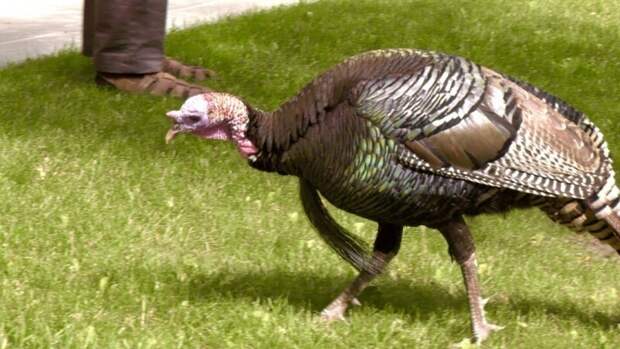 Общение с животными на их языке