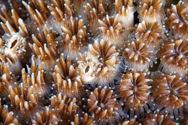 Corals05 Corals05 Макрофотографии кораллов