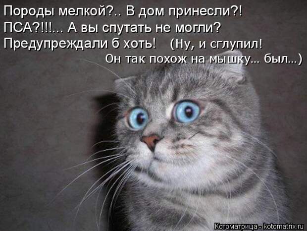 Котоматрица: Породы мелкой?.. В дом принесли?! ПСА?!!!... А вы спутать не могли? Предупреждали б хоть!  Он так похож на мышку… был…) (Ну, и сглупил!