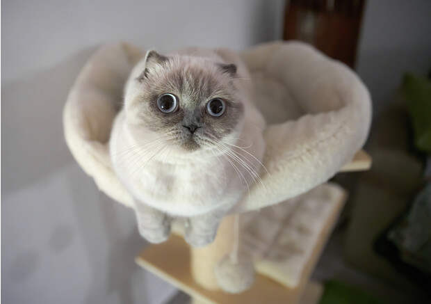Котодром и своя однушка: 10 нереальных домиков для кошек