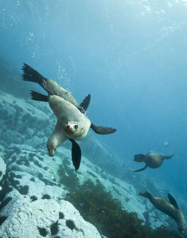 FurSeals06 Счастливые капские морские котики