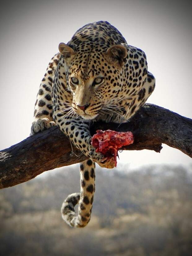 Леопард ест свою еду на ветке дерева. животные, фото, это интересно