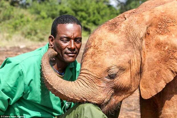 Мбегу целует и обнимает своего спасителя детеныш, животные, история, кения, люди, мир, слониха, спасение