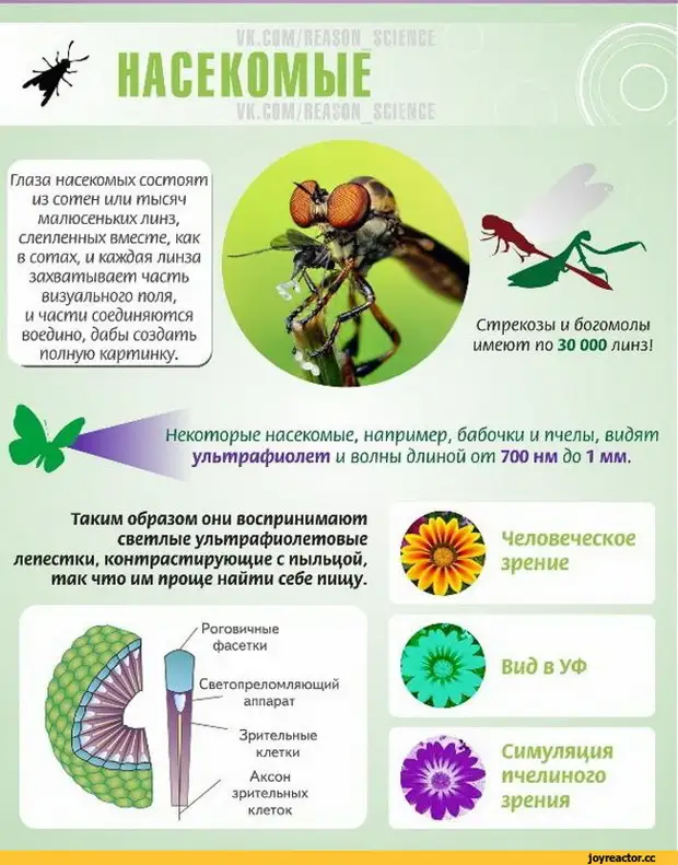 Мир глазами животных проект