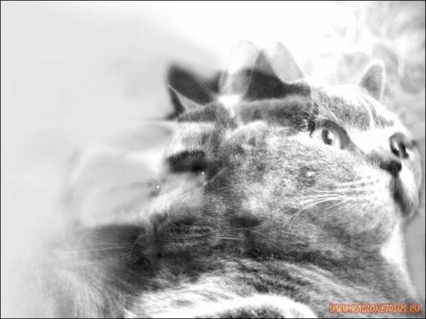 Кошки и котята :) (54фото)