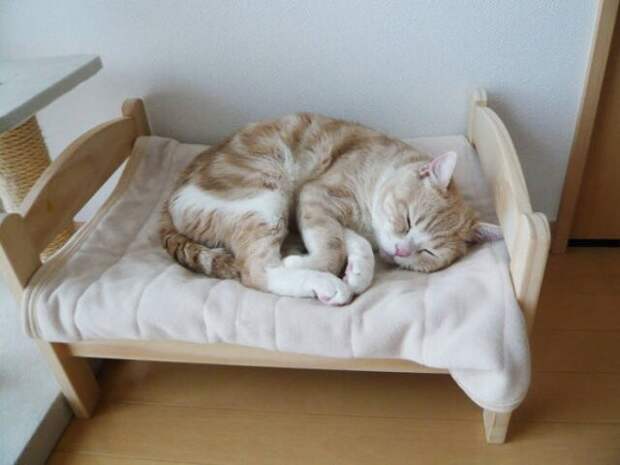 Кошки прилегли на свои отдельные кровати