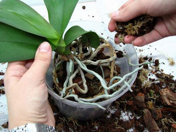 Картинки по запросу Как приготовить грунт для орхидей своими руками