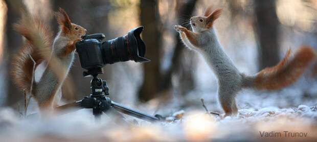 Фотосессия для белок Фотосессия для белок
