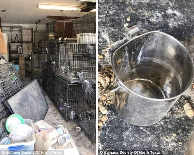 Более 100 котов и собак были спасены из одного вонючего дома в Техасе взаперти, жара, животные, зоозащитники, котики, собаки, спасли, техас