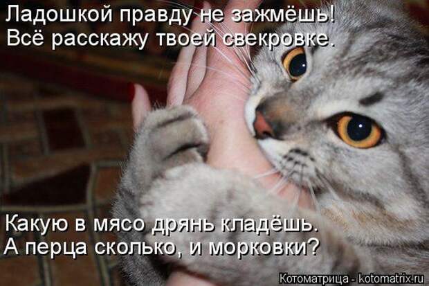 Лучшие котоматрицы недели (50 фото)