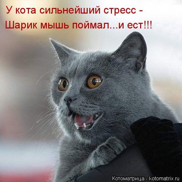 Котоматрица: У кота сильнейший стресс - Шарик мышь поймал...и ест!!!