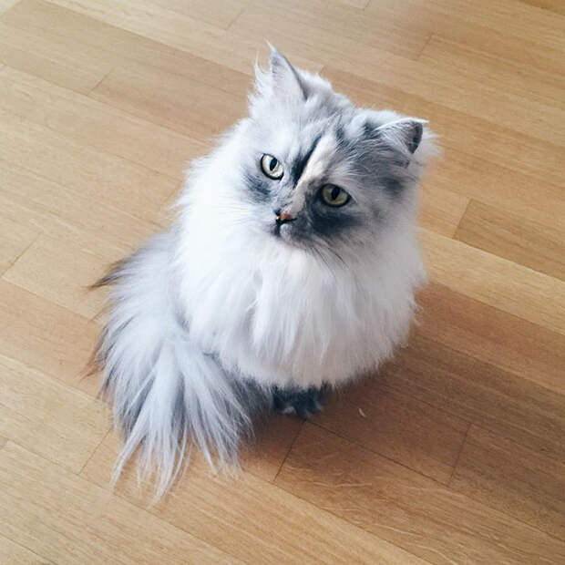 adopted-cat-fur-persian-halloalice-19