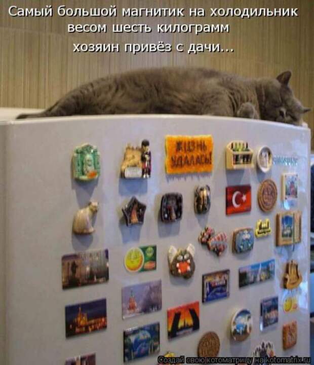Котоматрицы (картинки с надписями)