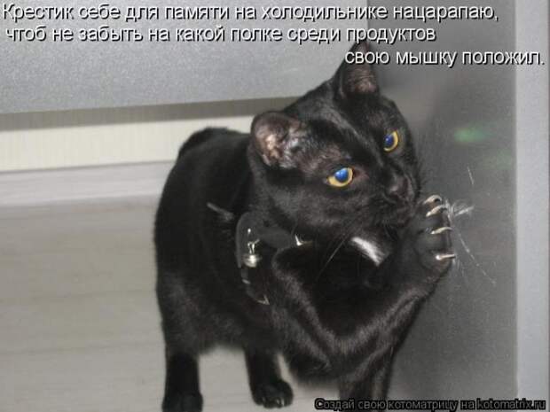 Лучшие котоматрицы недели (50 фото)