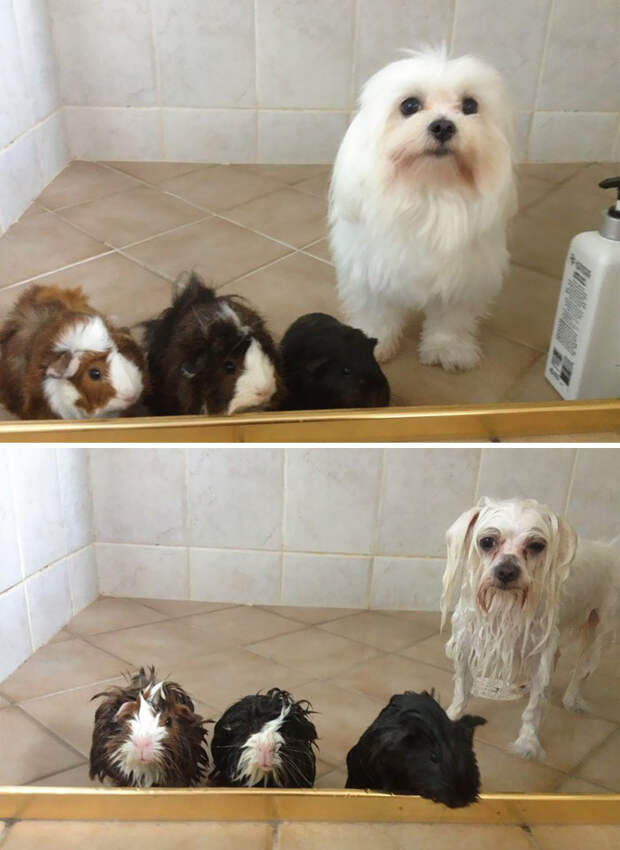 Before Vs. After Bath