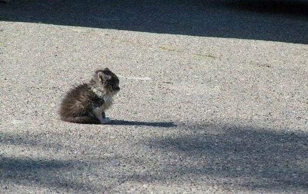 Штраф 10 тысяч Евро или 12 месяцев тюрьмы за выброшенное животное в Италии!