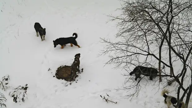 В Оренбурге после нападения собак на ребёнка возбудили дело о халатности должностных лиц