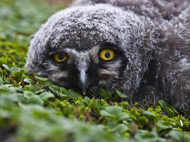 Лучшие фотографии National Geographic за август 2013