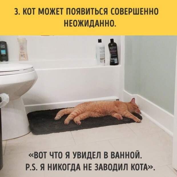 18 вещей, c которыми вы столкнетесь, когда заведете кошку коты, пушистики, факты