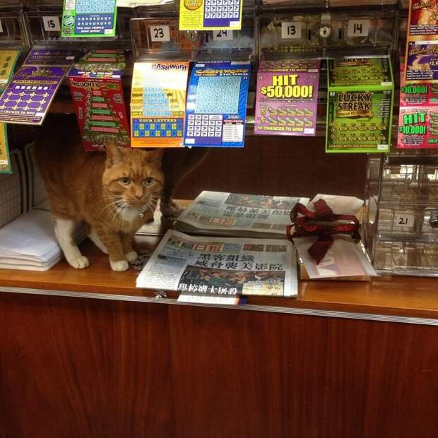Кот сидит у входа и приветствует покупателей звучным "Мяу!" животные, кот, магазин, работа