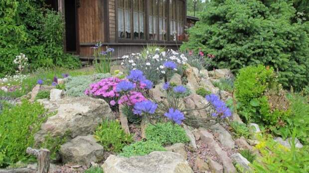 Растения долгожители. Обсуждение на LiveInternet - Российский Сервис Онлайн-Днев