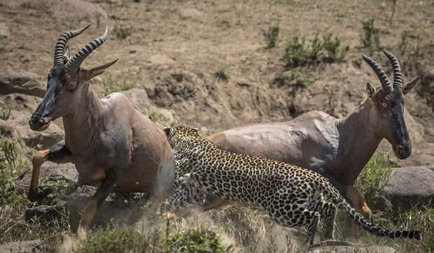 Уникальные снимки неудачной охоты леопарда Масай Мара, заповедник, зебра, кения, леопард, топи, фотоохота, хищники и жертвы