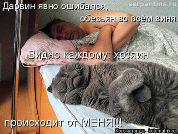 Кулинарные котоматрицы