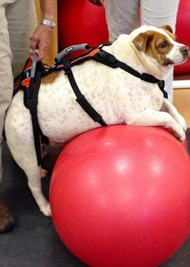 Раскабаневшая собака сбросила 20 кг благодаря тренировкам и здоровому питанию