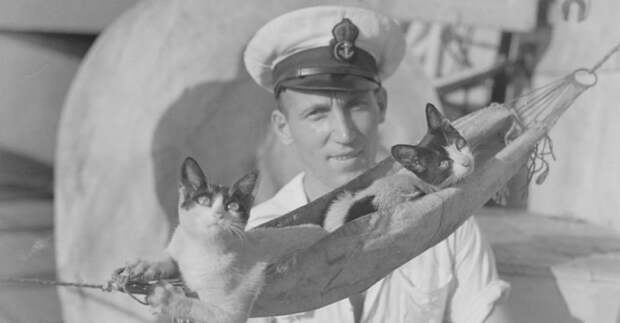 Любовь к кошкам вне времени и событий. Редкие фотографии солдат с любимыми питомцами во время Первой и Второй мировых войн