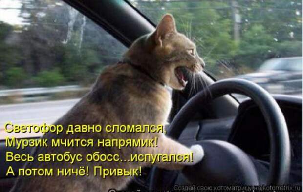 Котоматрицы (картинки с надписями)