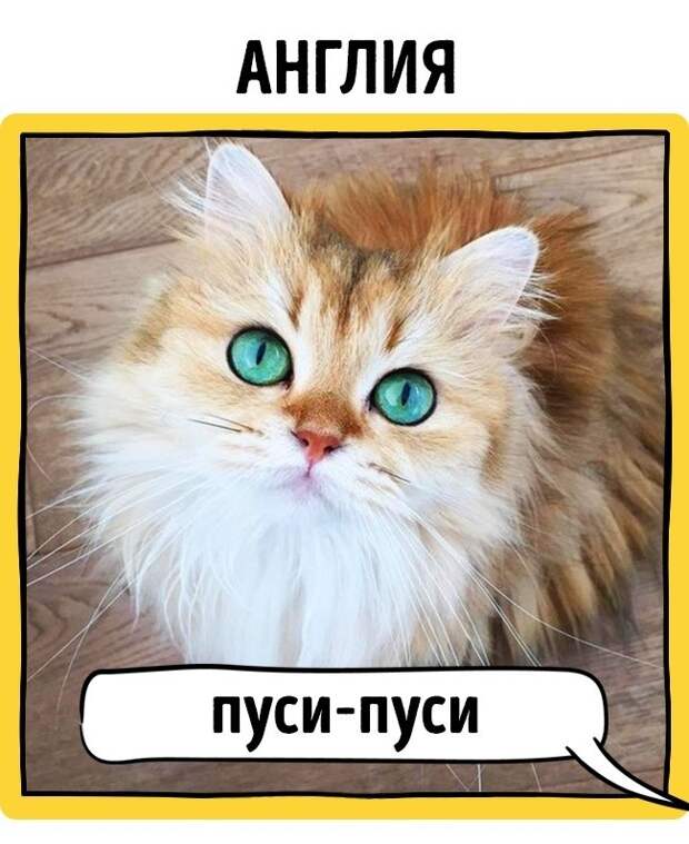 Как в разных странах подзывают кошек животные, коты, прикол