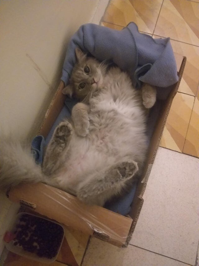 15 котиков, которые обожают коробки 15 котиков, которые обожают коробки