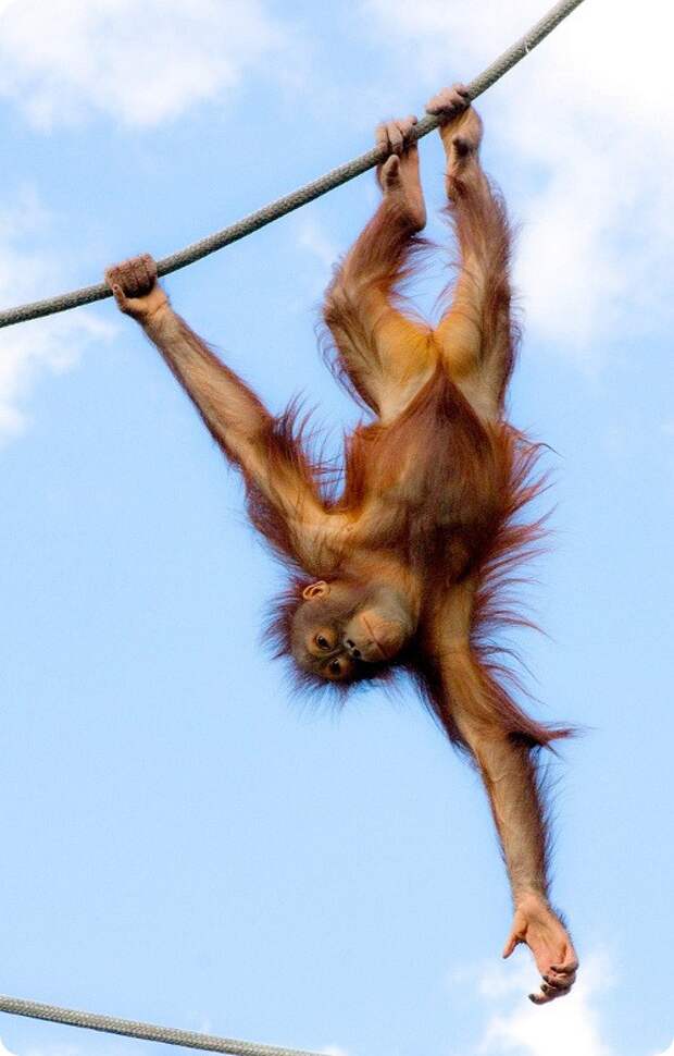 Орангутан