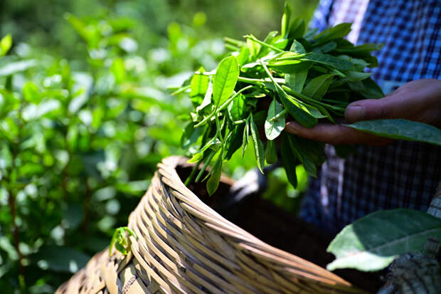 Технолог Мойсеяк: зеленый чай отличается от черного низкой степенью обработки