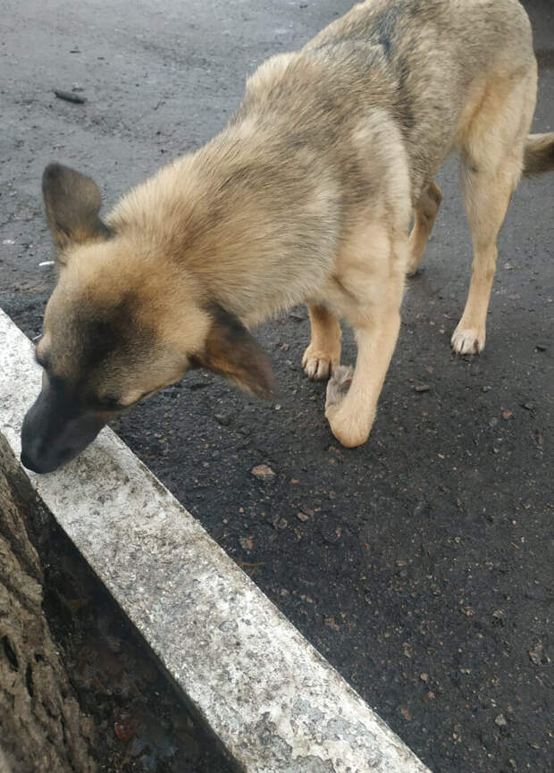 Собачка пришла на территорию школы просить помощи. Молодая учительница показала пример детям, который они никогда не забудут